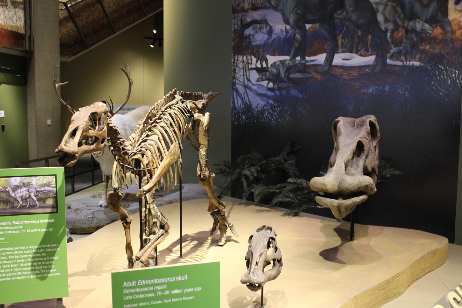 Edmontosaurus Skeleton & Skull (E. regalis)