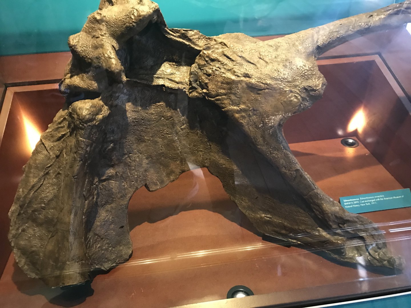 Edmontosaurus skin