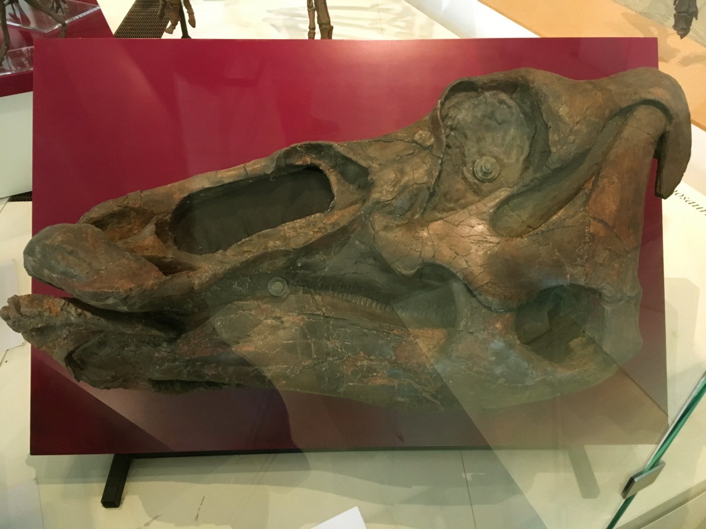Edmontosaurus Skull