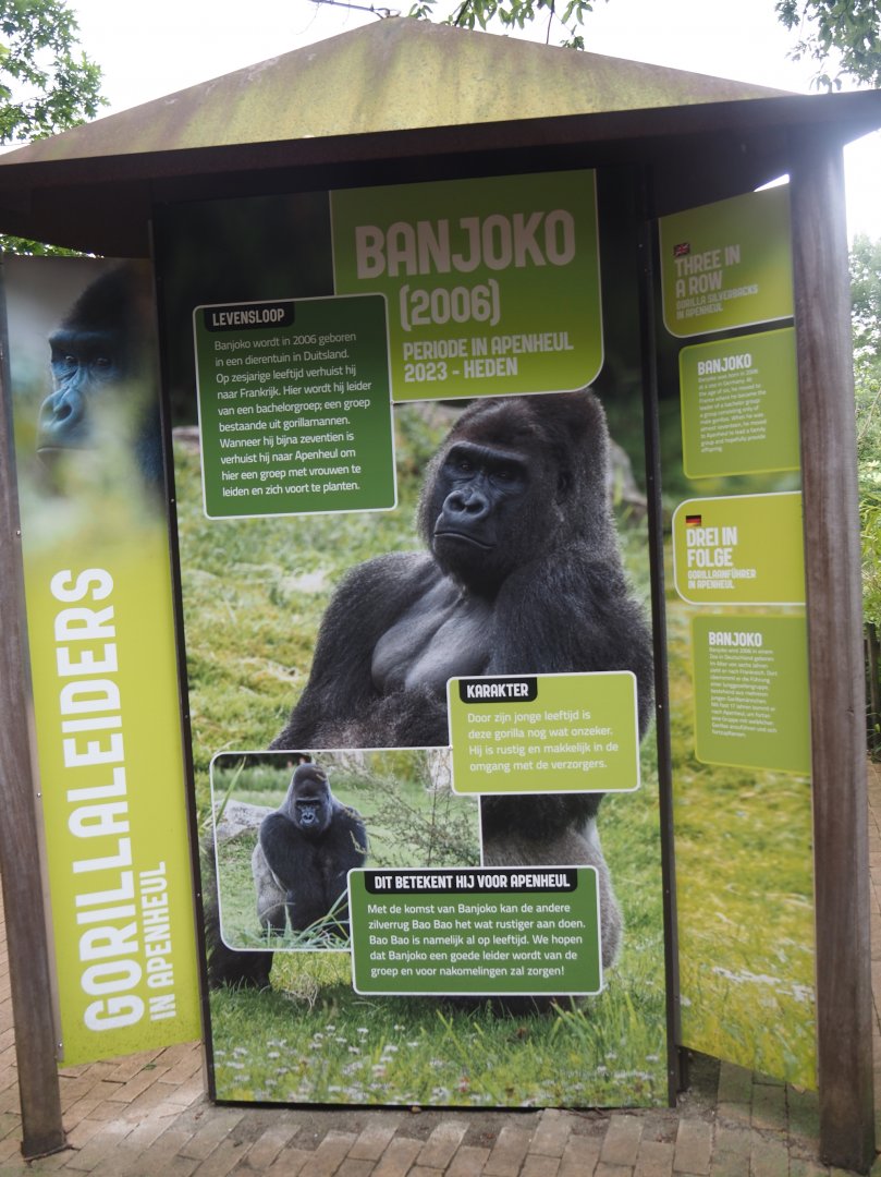 Education about Banjoko, current silverback gorilla of the main island group, 2024-08-18