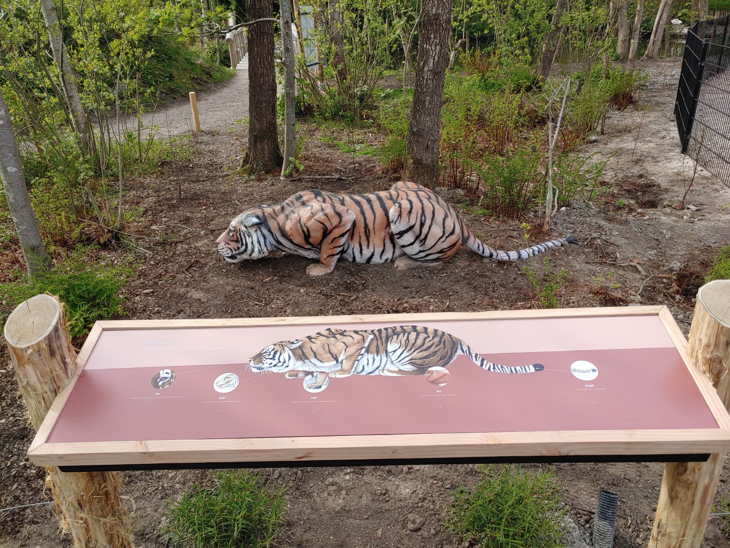 Education about the tiger