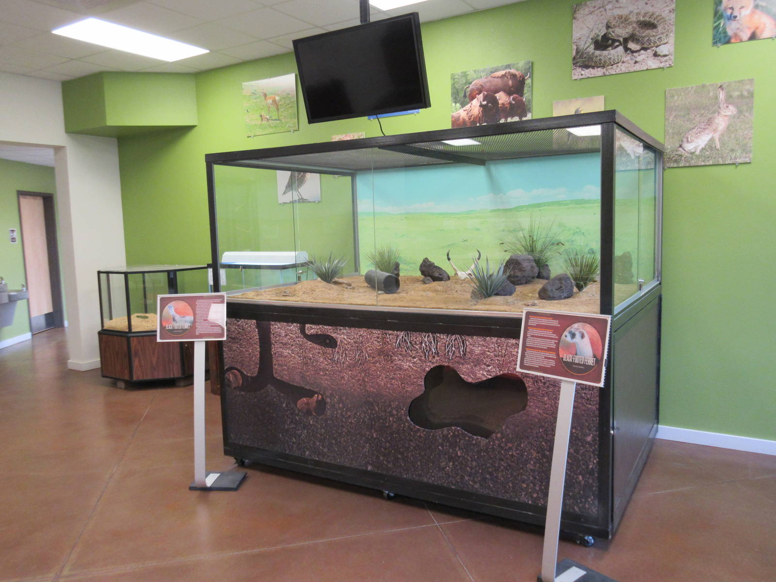 Education Building: Black-Footed Ferret Exhibit