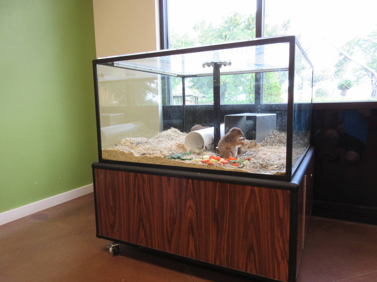 Education Building: Black-Tailed Prairie Dog Exhibit