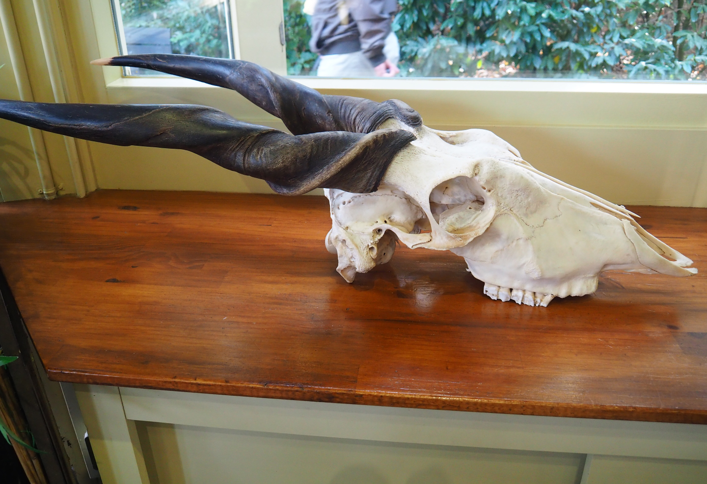 Education building - Common eland skull (Taurotragus oryx), 2019-09-15