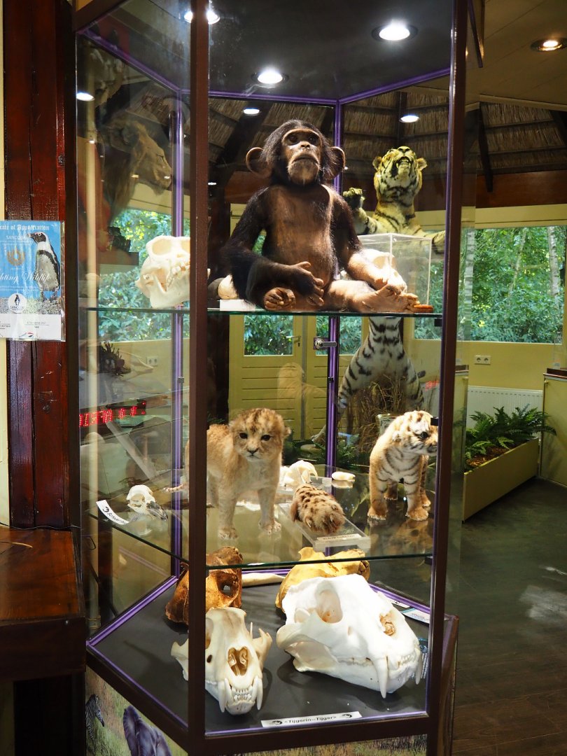 Education building - Display case with animal specimens, 2019-09-15