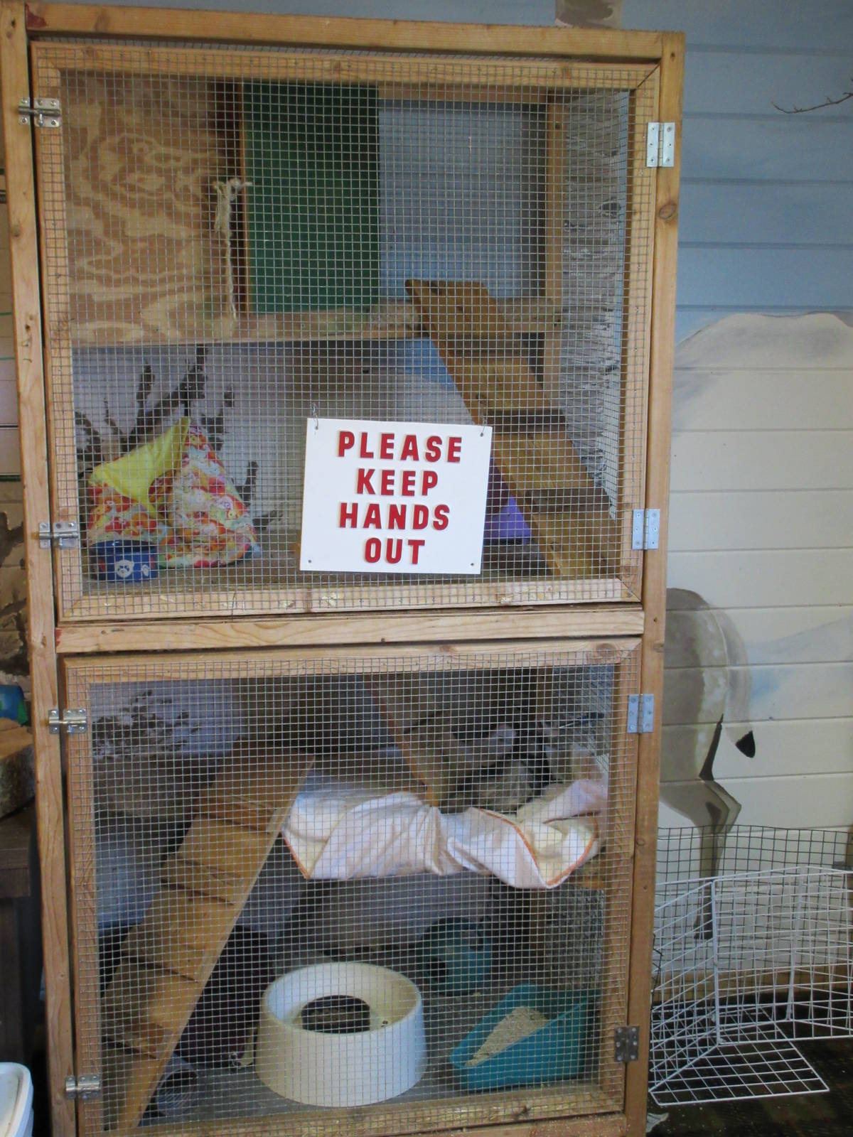 Education Building - Domestic Ferret Exhibit