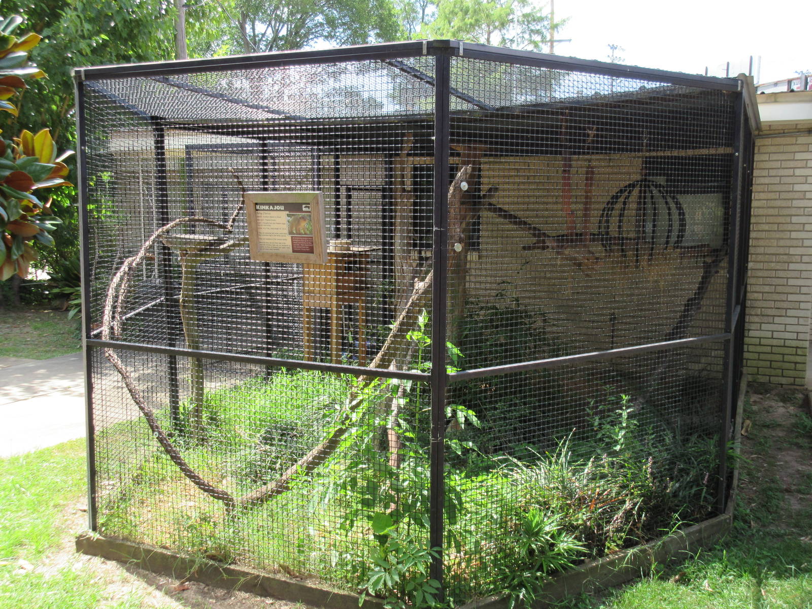 Education Building - Kinkajou Exhibit