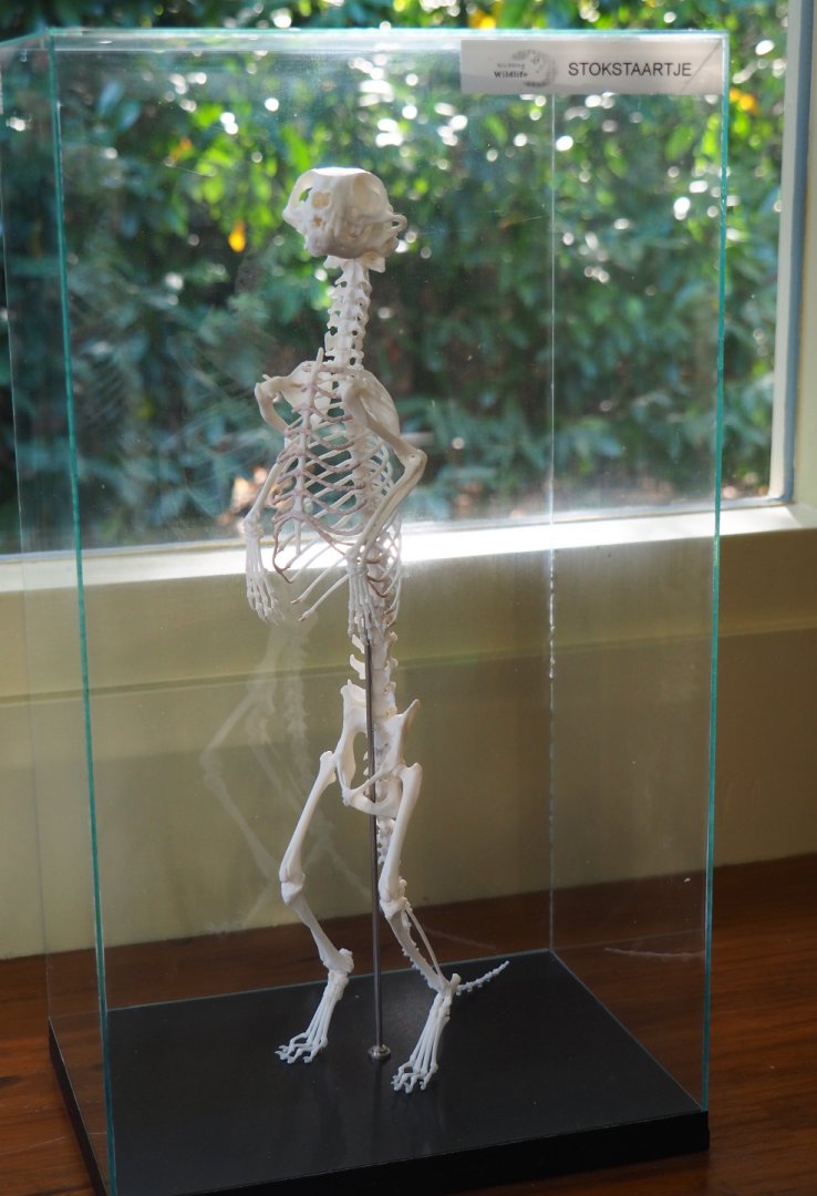Education building - Meerkat skeleton (Suricata suricatta), 2019-09-15
