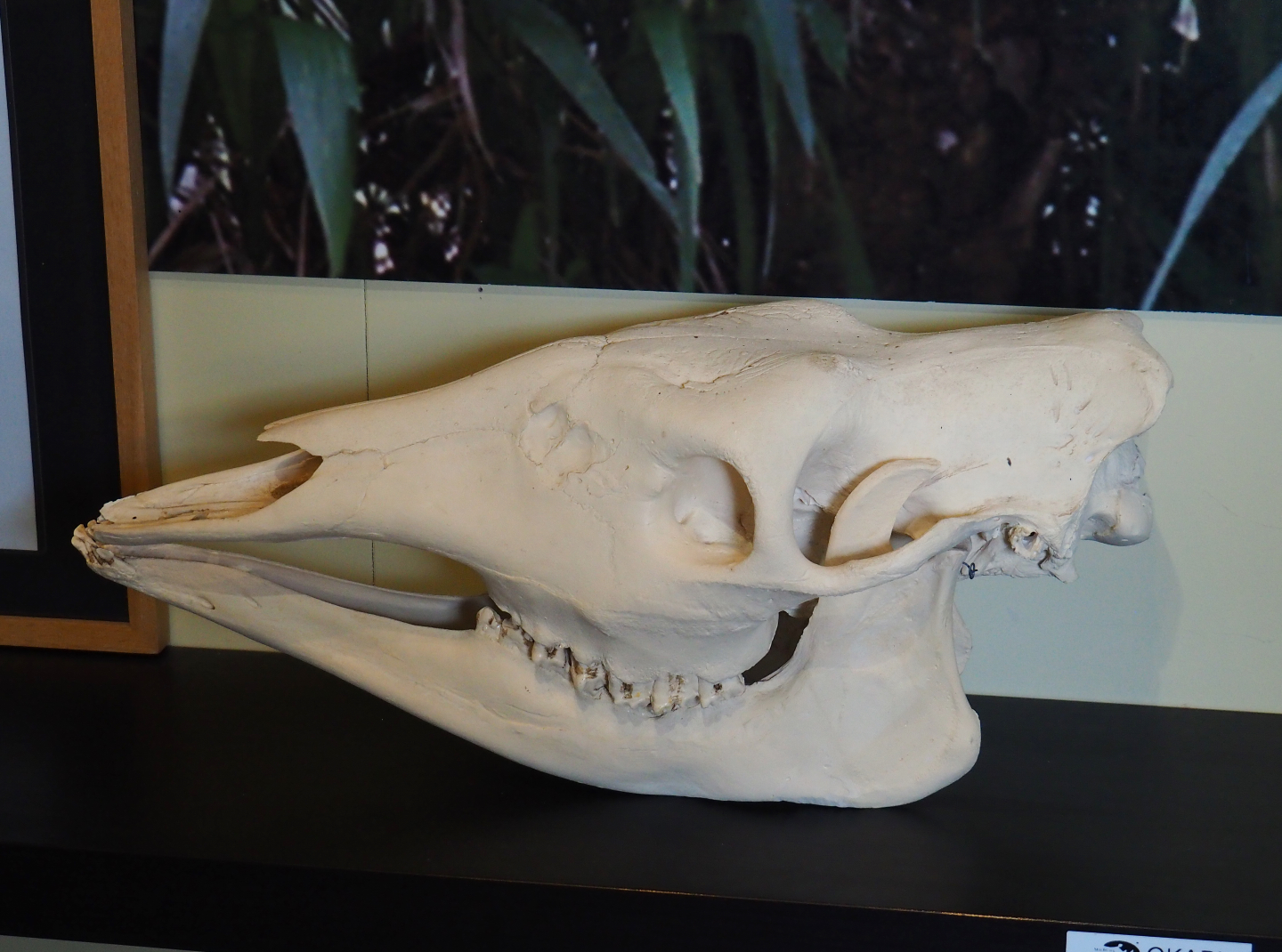 Education building - Okapi skull (Okapia johnstoni), 2019-09-15