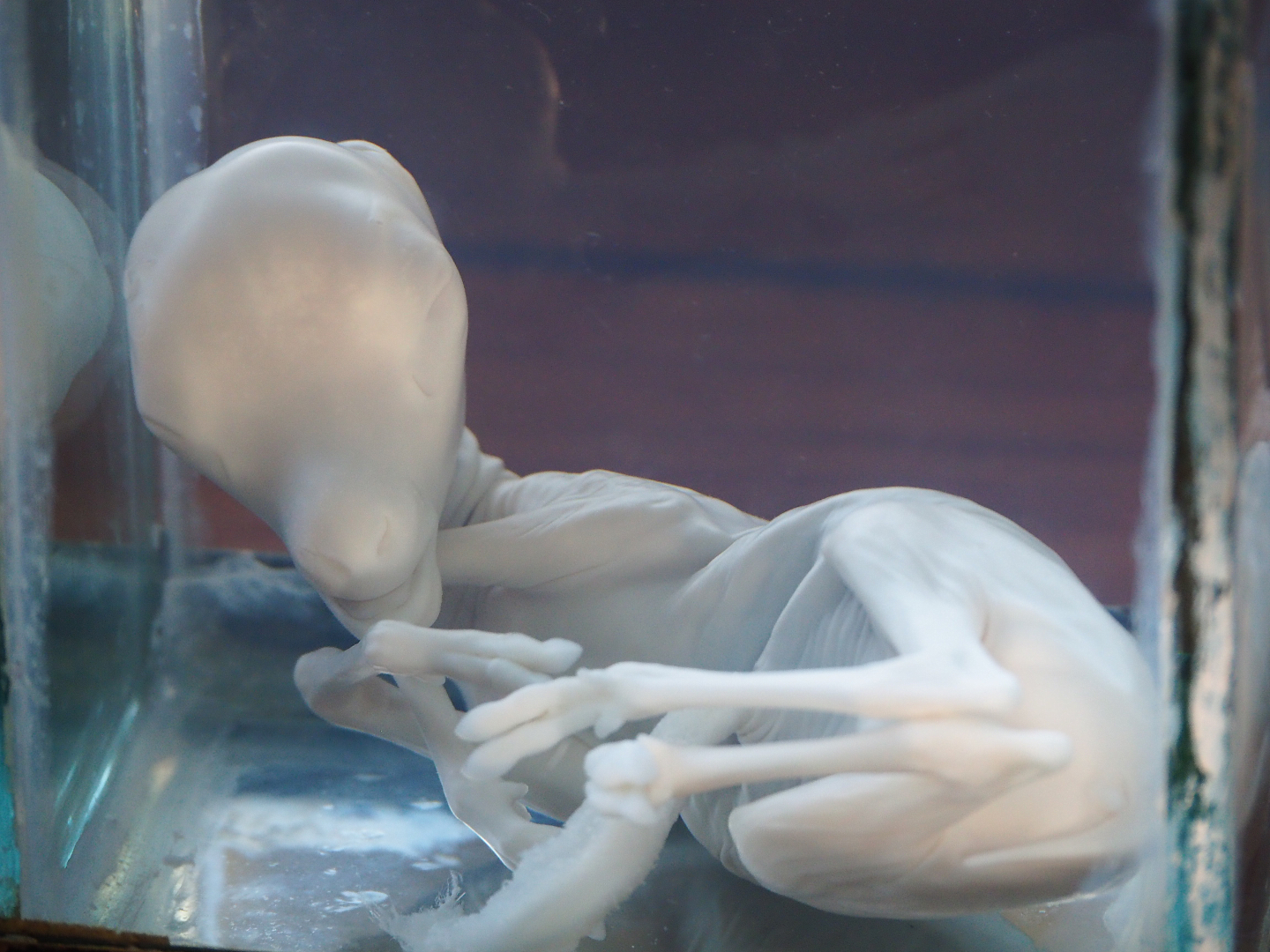 Education building - Preserved blackbuck fetus, stillborn 3 months into gestation (Antilope cervicapra), 2019-09-15