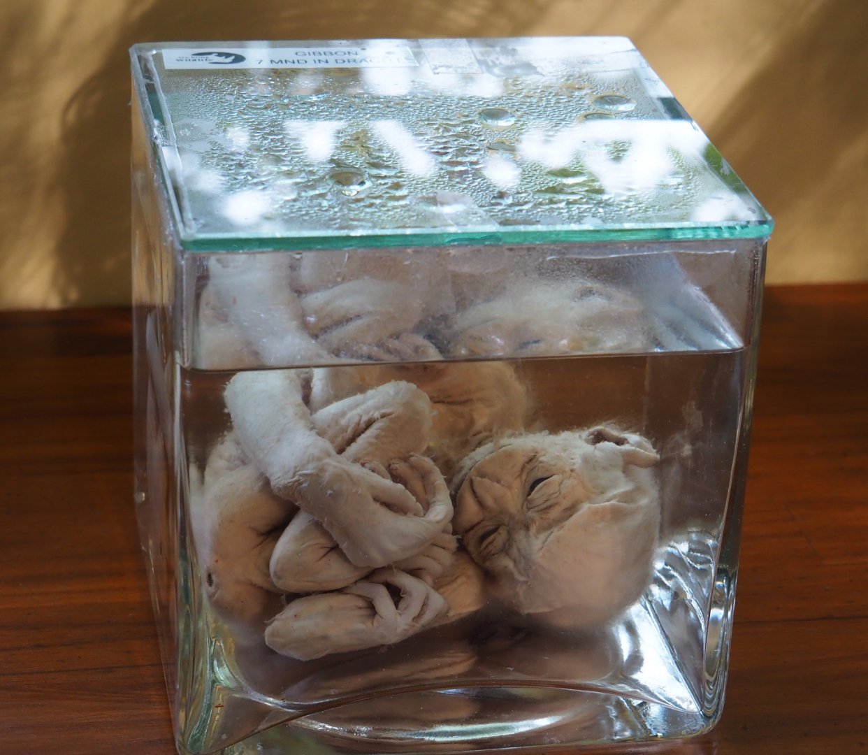 Education building - Preserved gibbon fetus, stillborn 7 months into gestation, 2019-09-15
