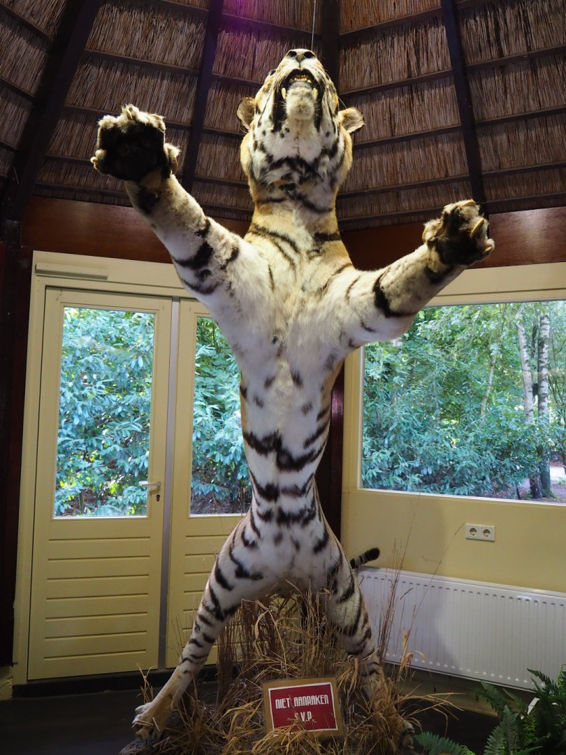 Education building - Taxidermy mount of a standing Amur tiger (Panthera tigris altaica), 2019-09-15