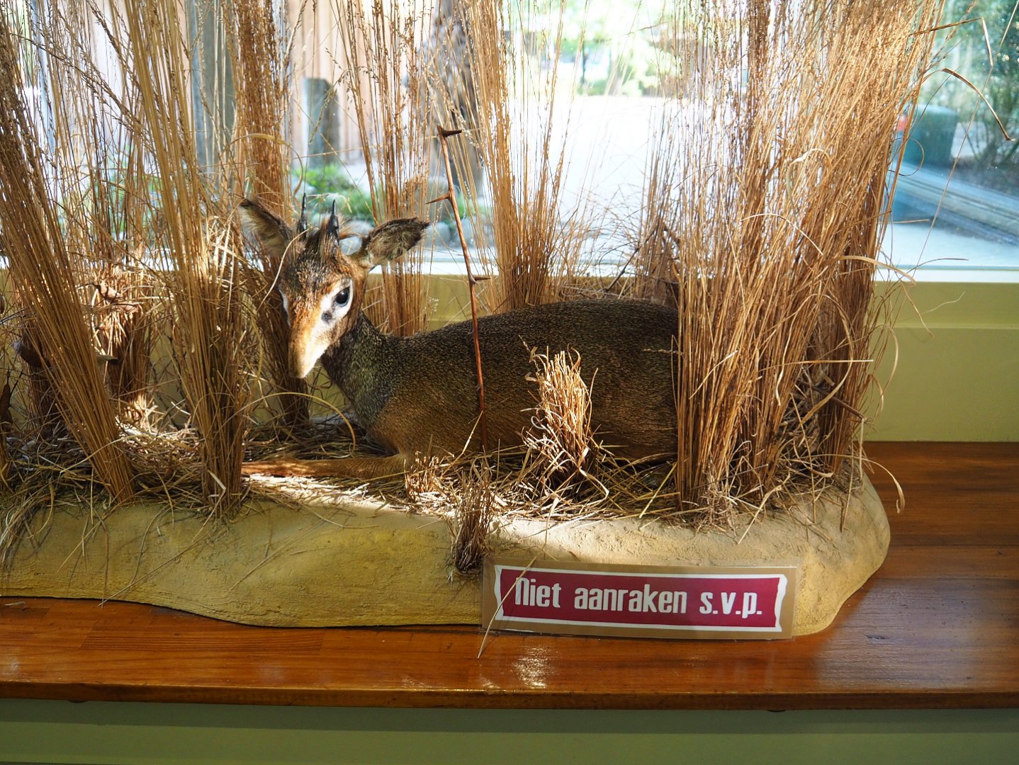 Education building - Taxidermy specimen Kirk's dik-dik (Madoqua kirkii), 2019-09-15