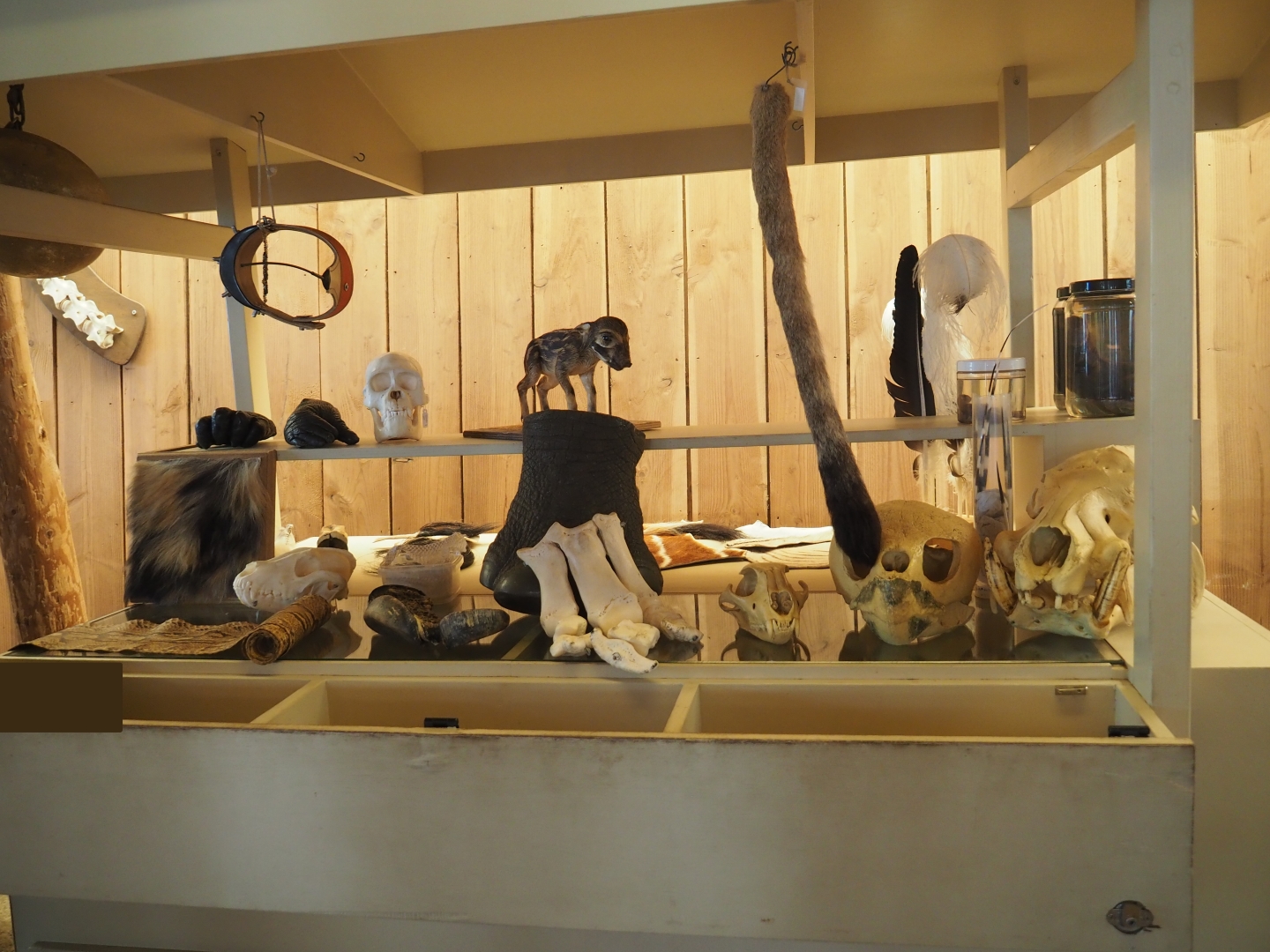 Education cart with animal specimens, 2019-03-30