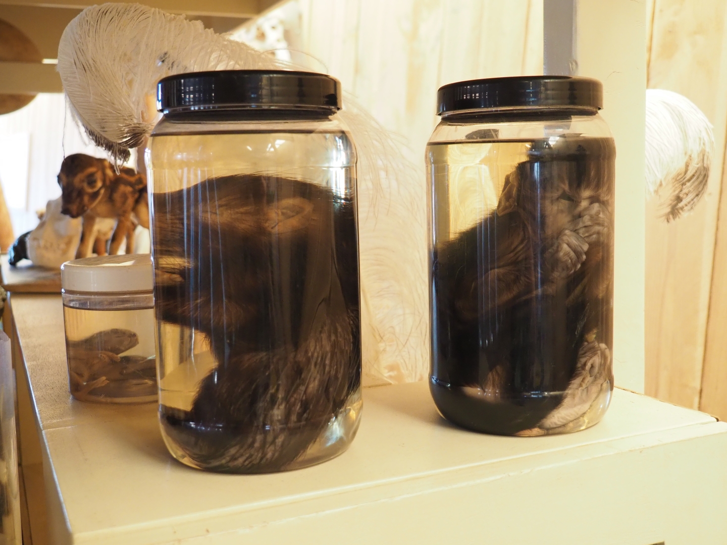 Education cart with animal specimens -  Wet preserved specimens of newborn porcupine and mangabey, 2019-03-30