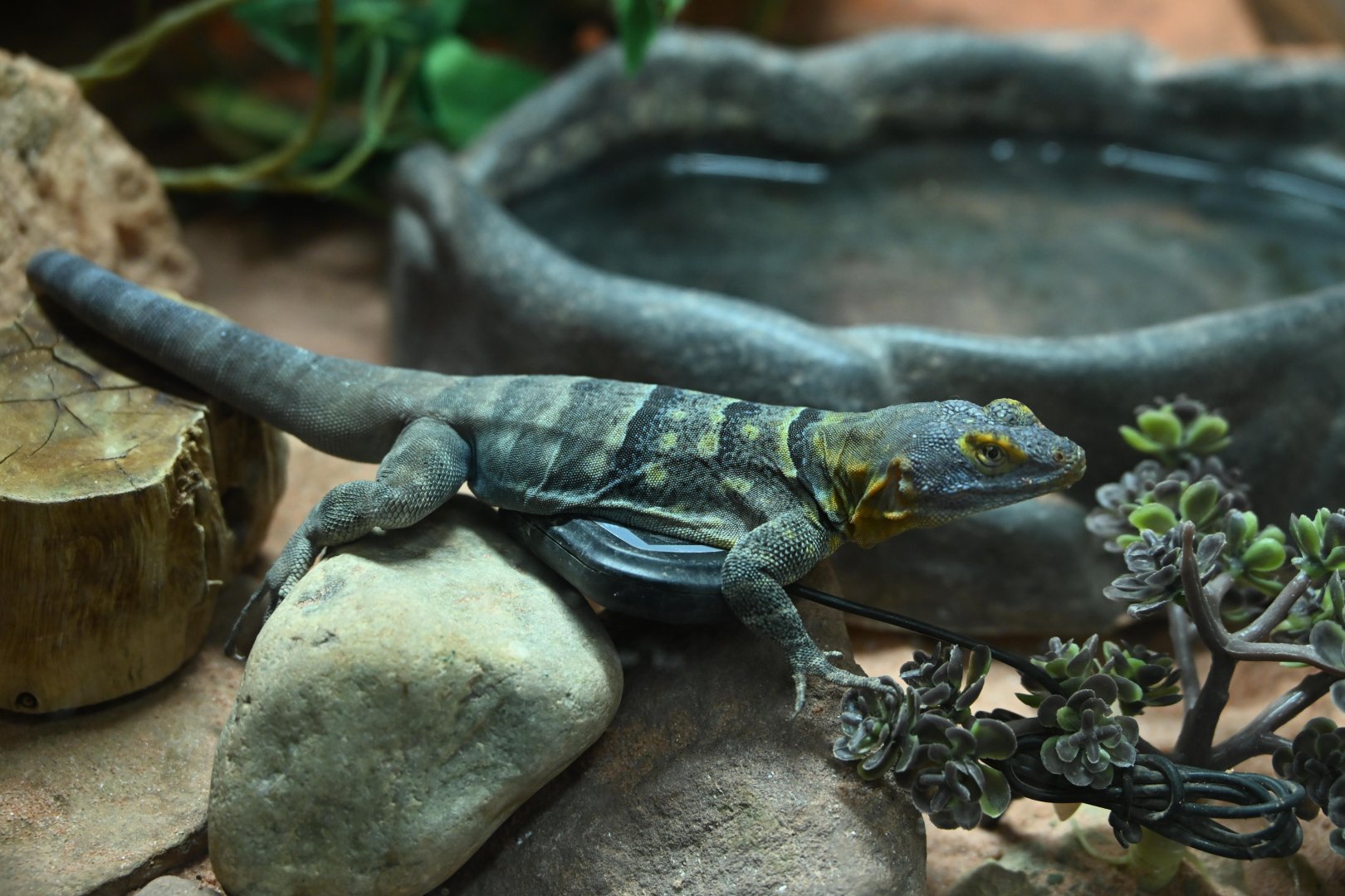 Education Center - Baja Blue Rock Lizard (Petrosaurus thalassinus)