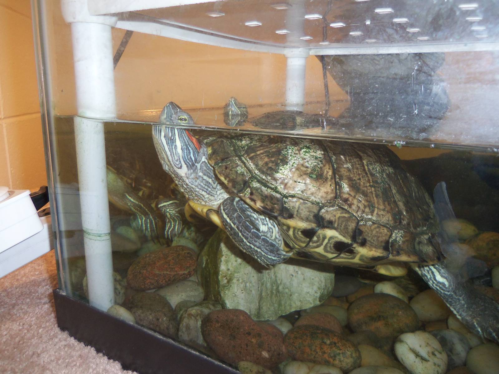 Education Center Building- Red eared Slider Turtles