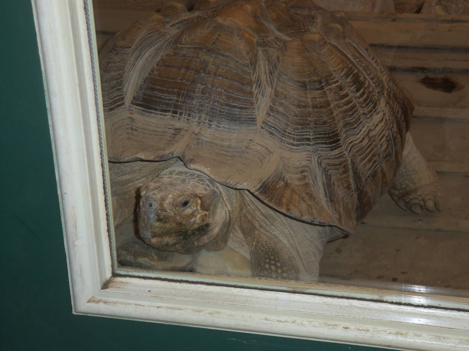 Education Center Building- Tortoise