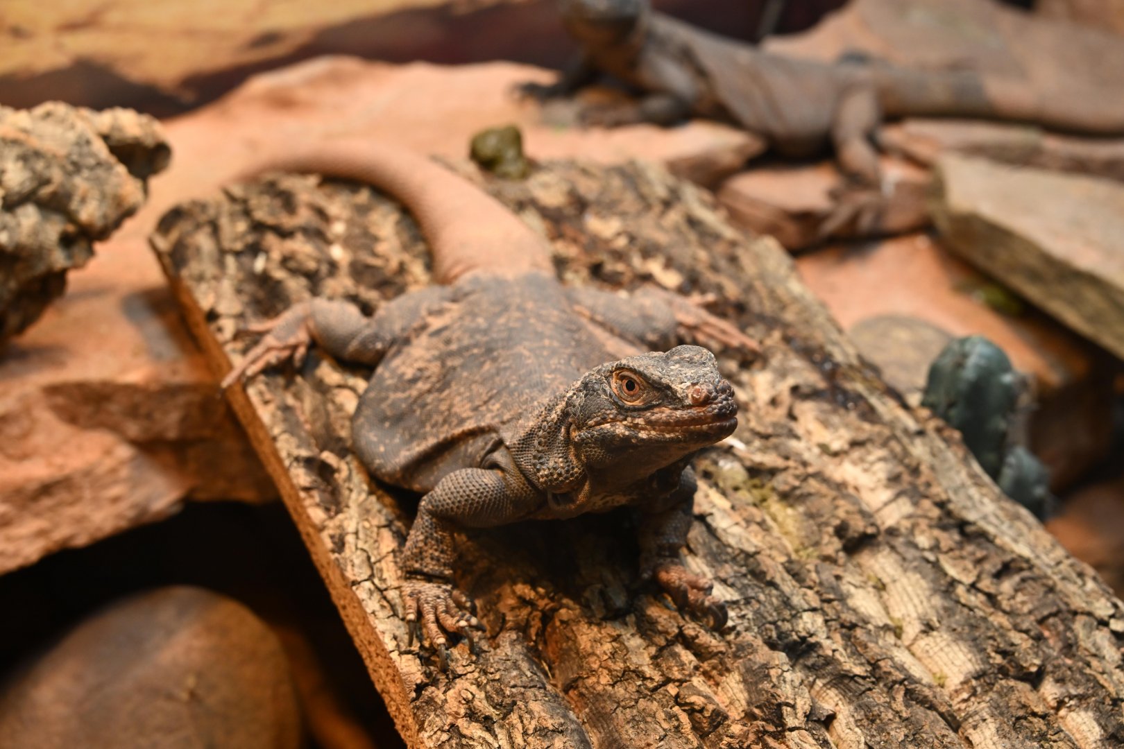Education Center - Common Chuckwalla (Sauromalus ater)