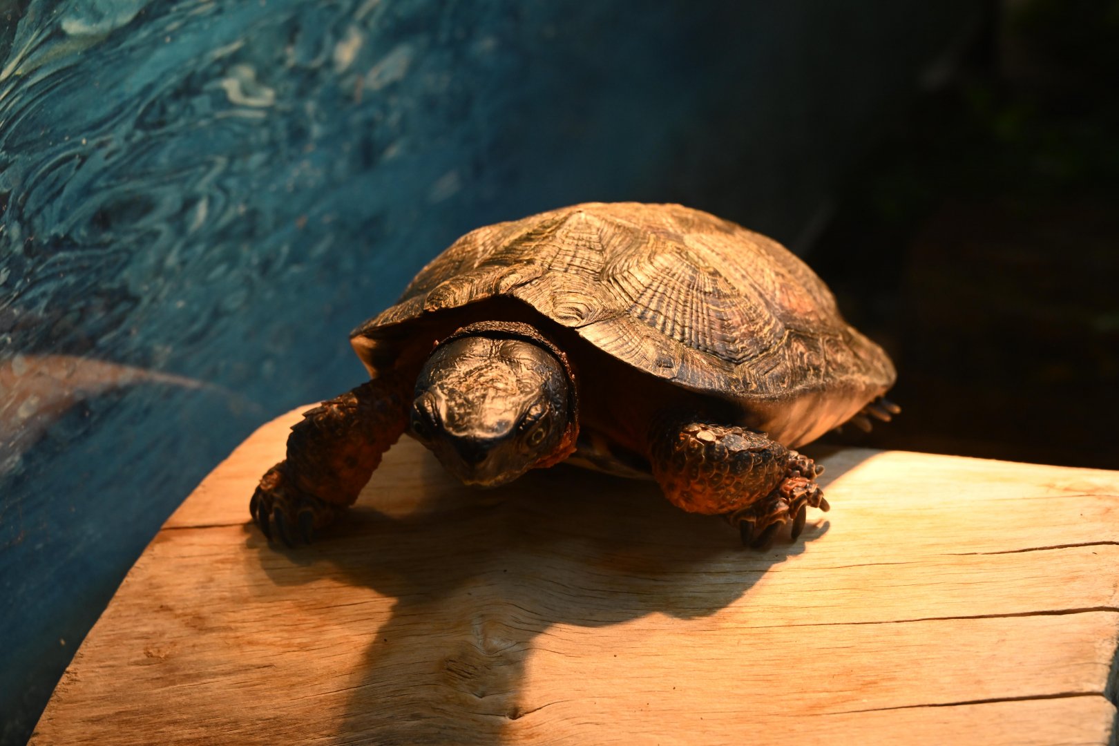 Education Center - Wood Turtle (Glyptemys insculpta)