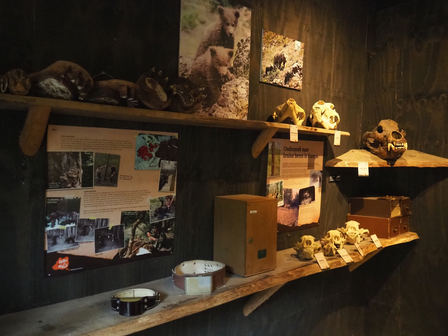 Education display on bear research, with skulls, 2023-08-17