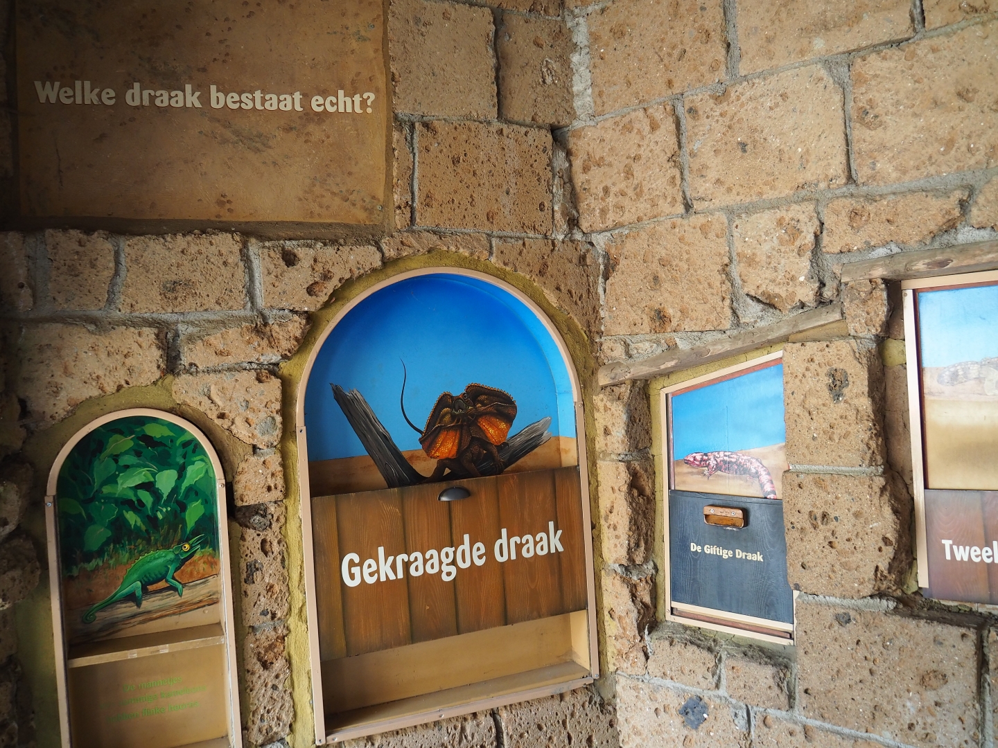 Education displays on lizards