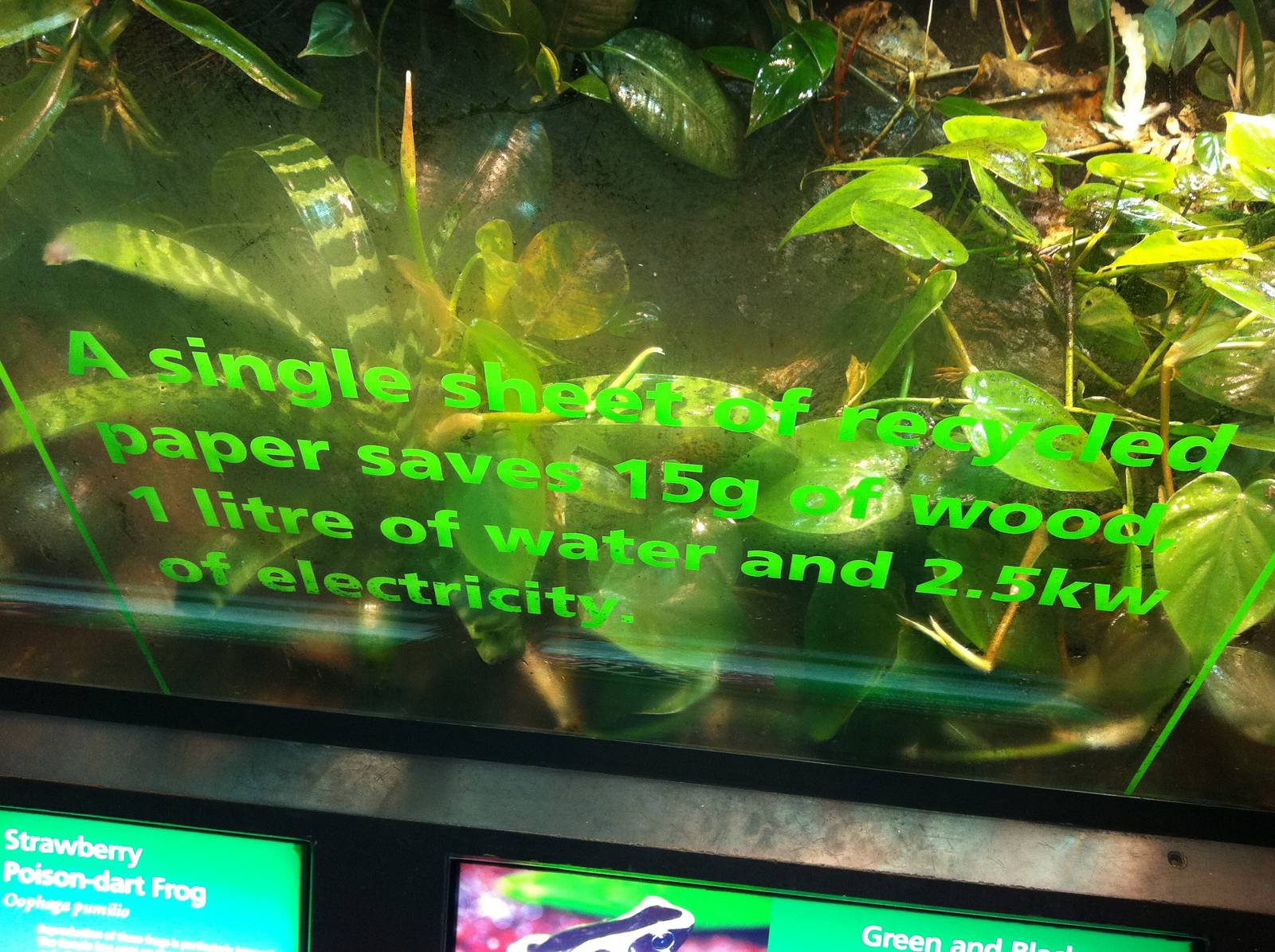 Education on Amphibian enclosure Glass - Manchester Museum 29.12.10