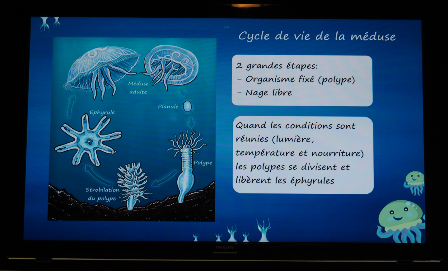 Education on the life cycle of jellyfish, 2020-09-03