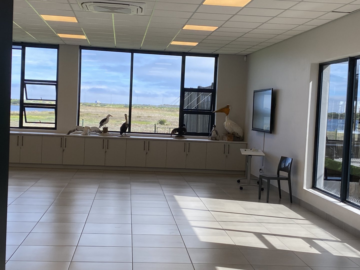 Education room taxidermy