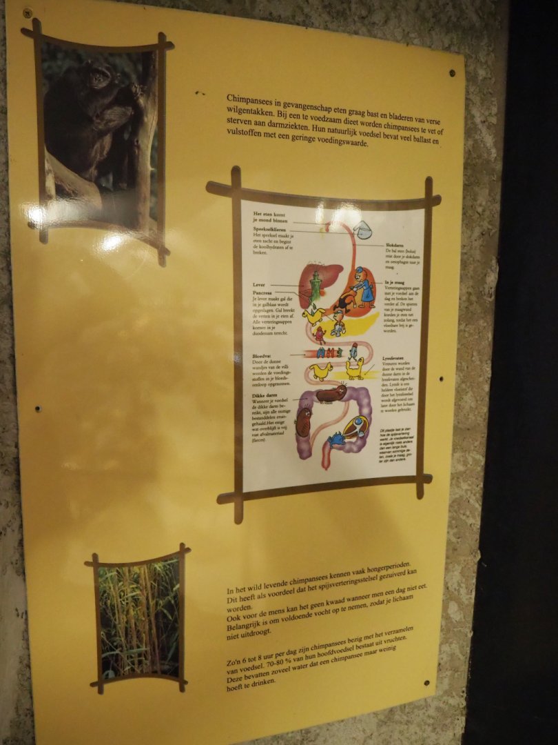 Education sign about chimpanzee nutrition and digestion, 2019-06-01