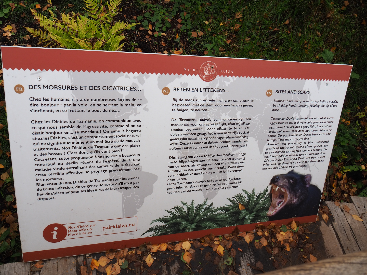 Education sign about Tasmian devil behavior and Devil Facial Tumor Disease, 2019-10-04