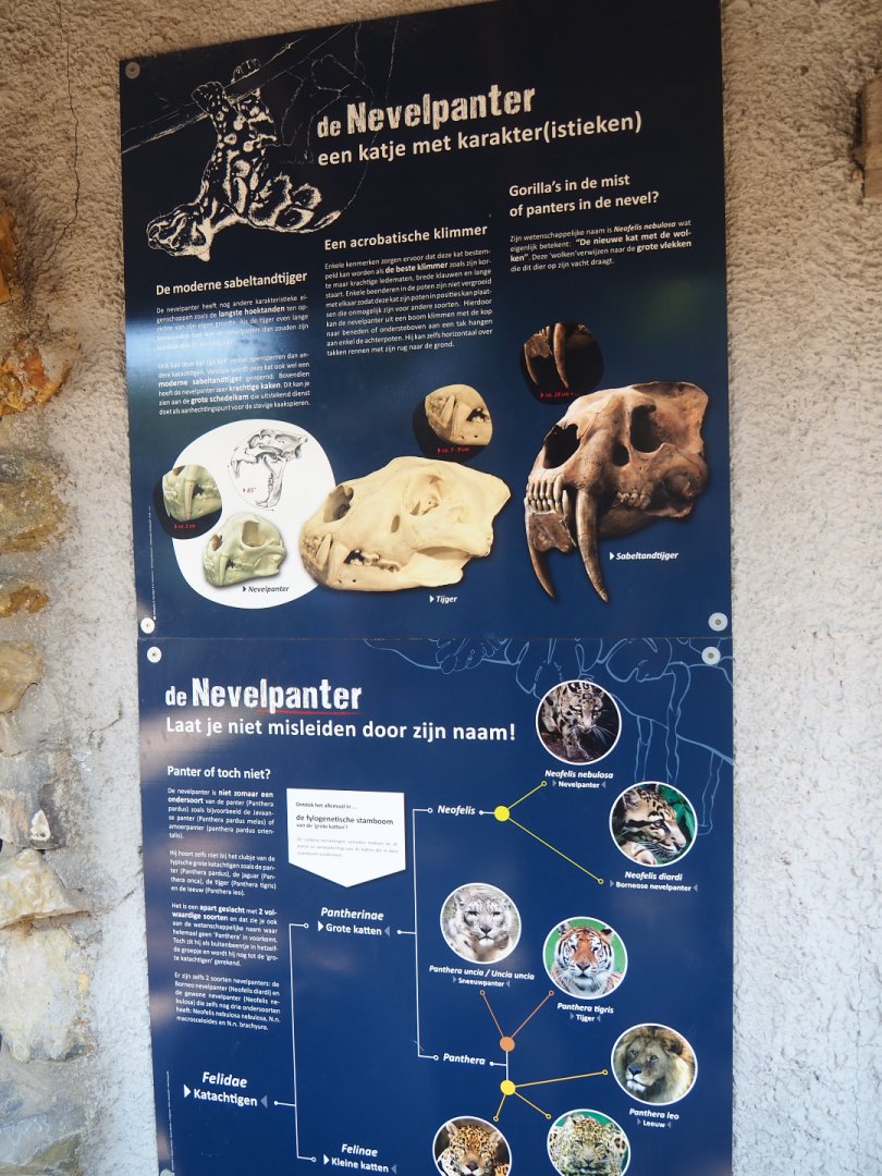 Education sign about the clouded leopard, 2019-08-04