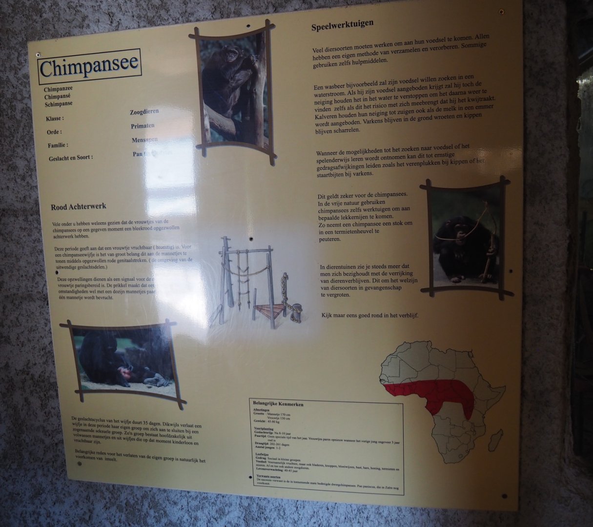 Education sign chimpanzee, 2019-06-01
