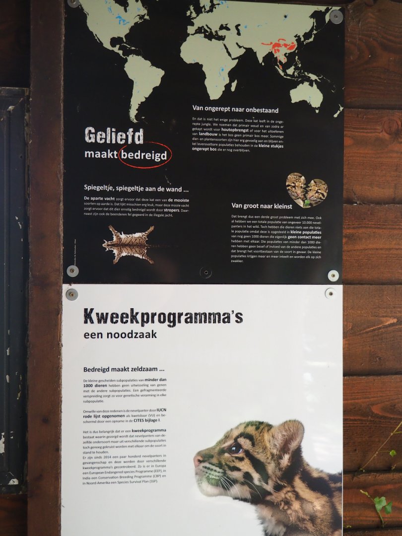 Education sign endangerment of and breeding programs for the clouded leopard, 2019-08-04