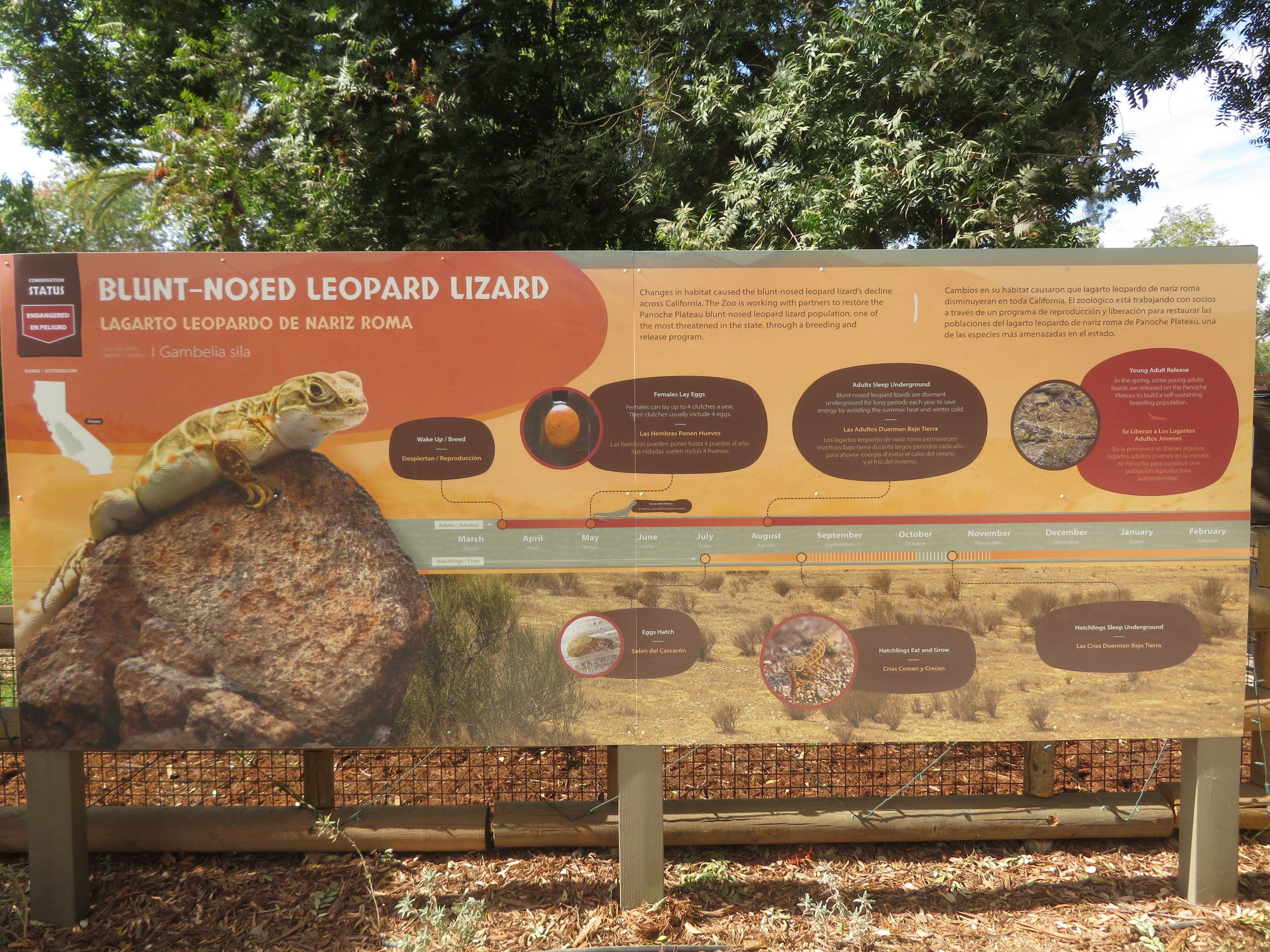 Education Signage for Leopard Lizard
