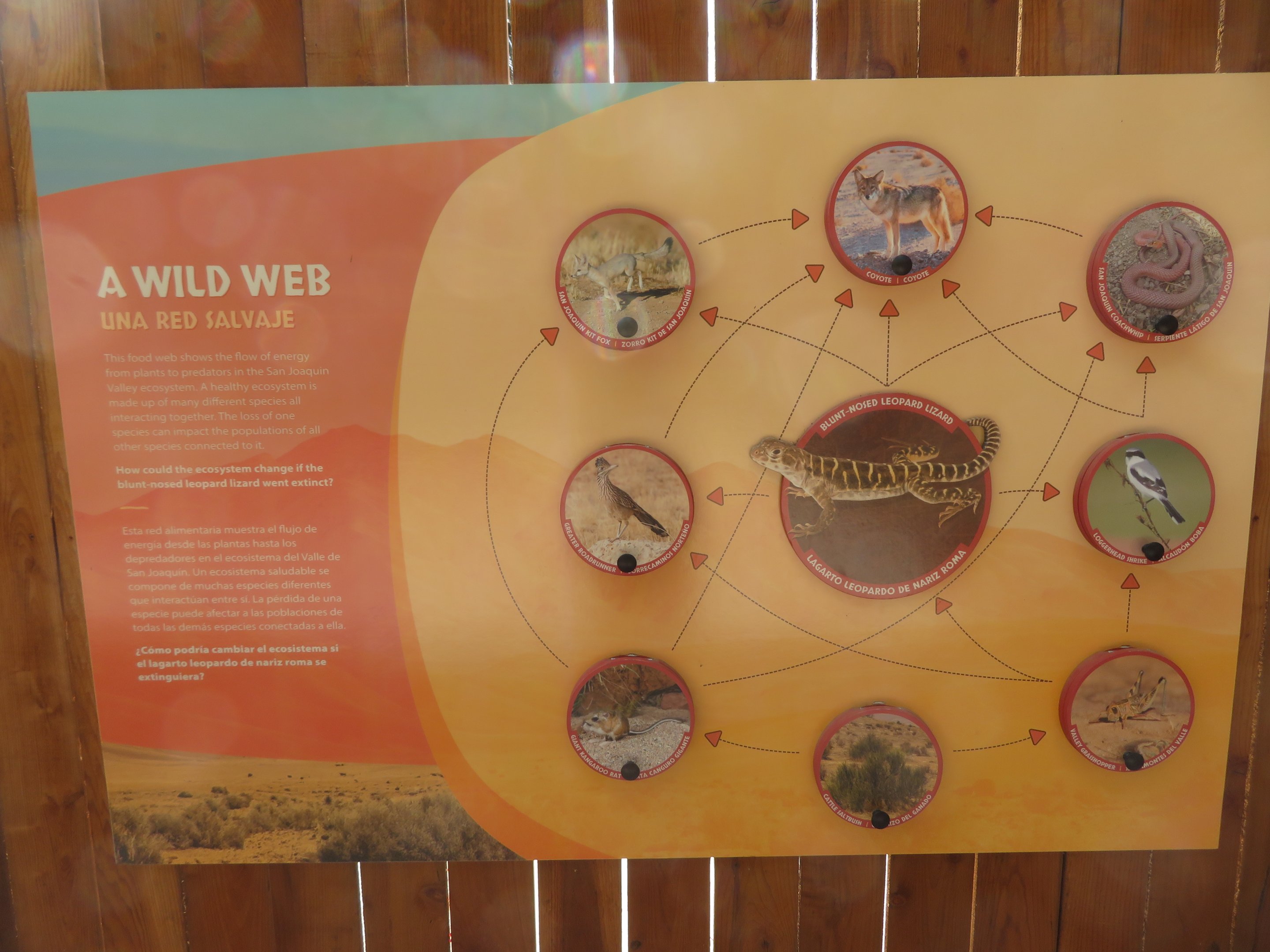 Education Signage for Leopard Lizard