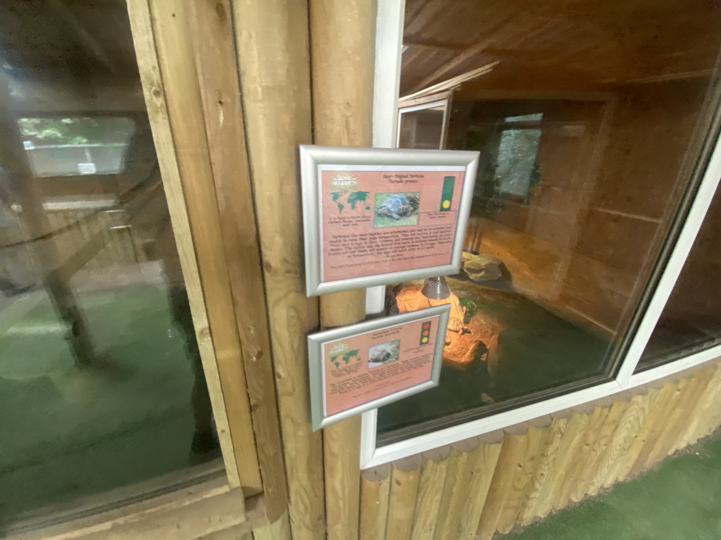 Education Station - mixed Tortoise exhibit 060625