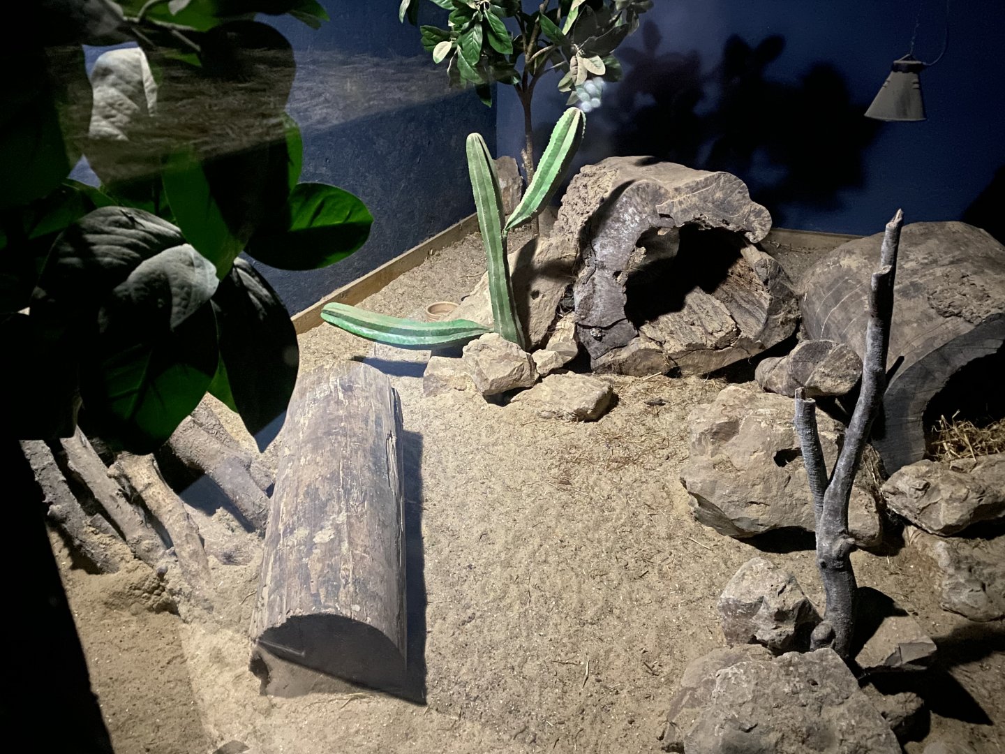 Education Station - Nocturnal area - Fennec fox exhibit 060625