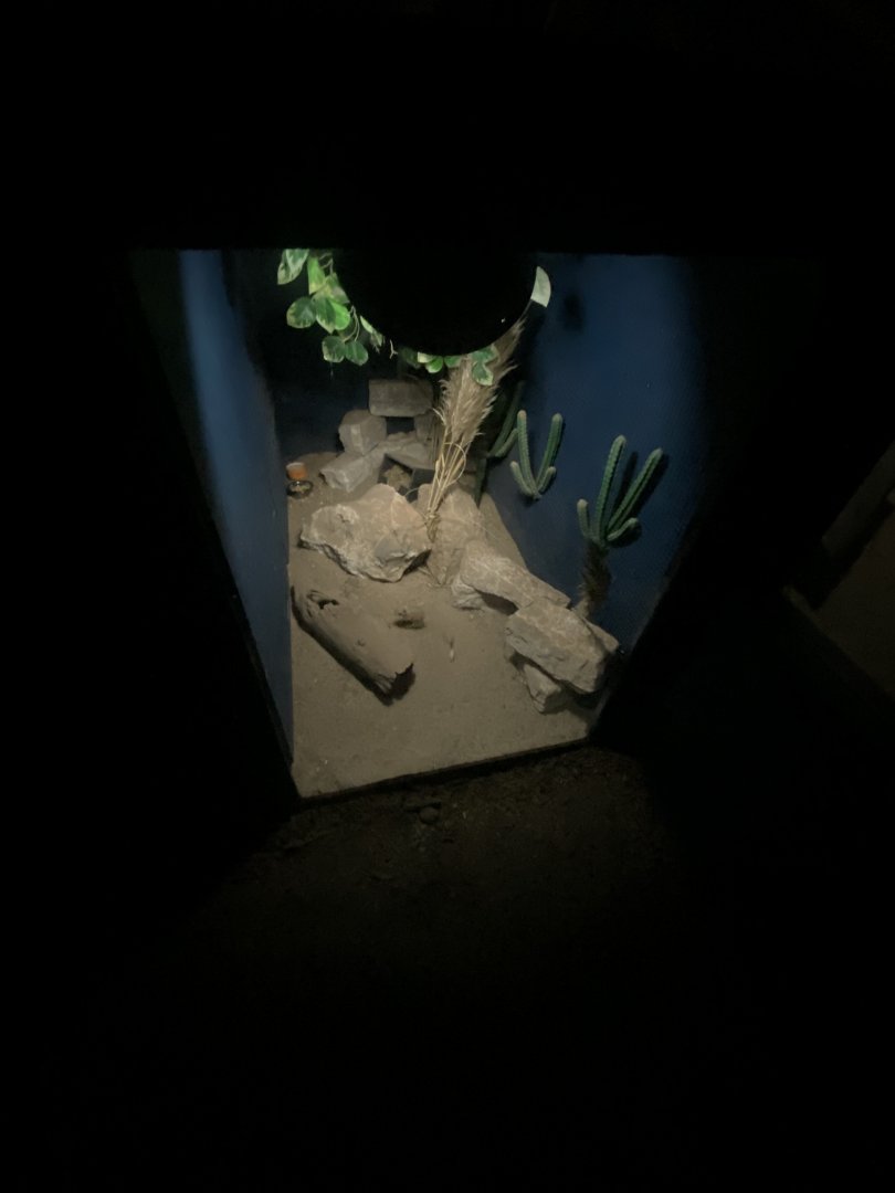 Education Station - Nocturnal area - Greater jerboa exhibit 060625