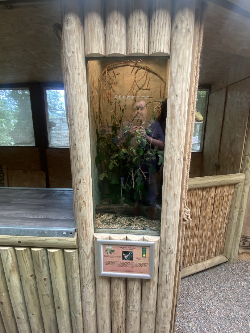 Education Station - Pink-winged stick insect exhibit 060625