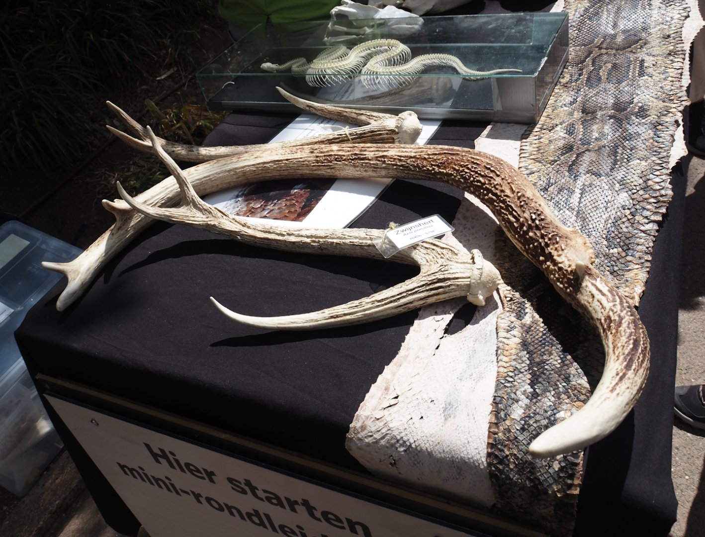 Education table with volunteers in Rimba - Hog deer and Eld's deer antlers and python skin and skeleton, 2025-05-17