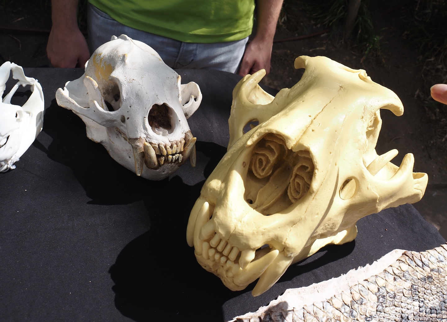Education table with volunteers in Rimba - Sun bear and Sumatran tiger skulls, 2025-05-17