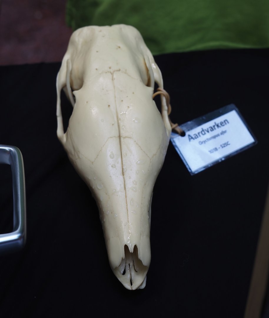 Education table with volunteers in the Bush - Aardvark skull, 2025-05-17