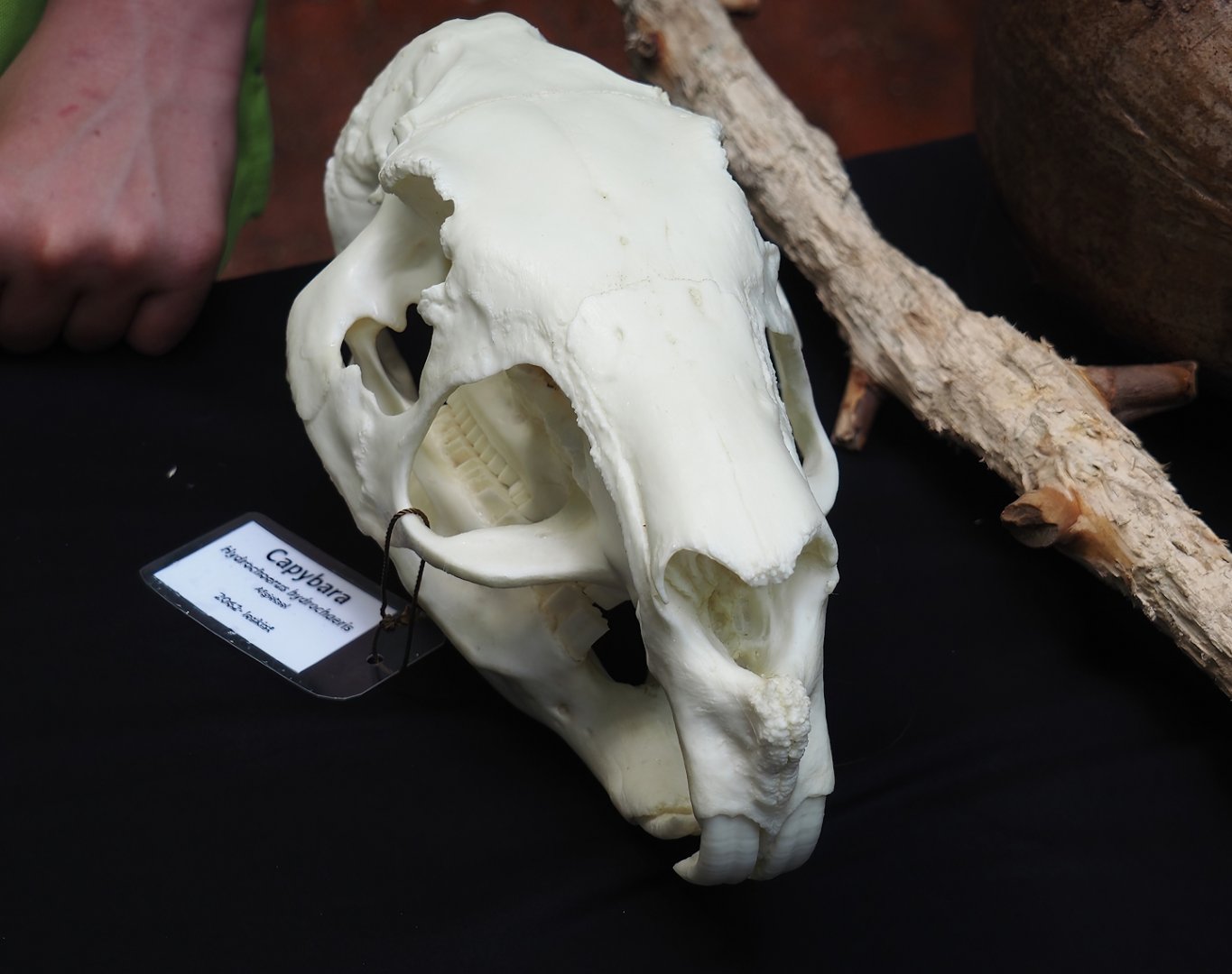 Education table with volunteers in the Bush - Capybara skull, 2025-05-17