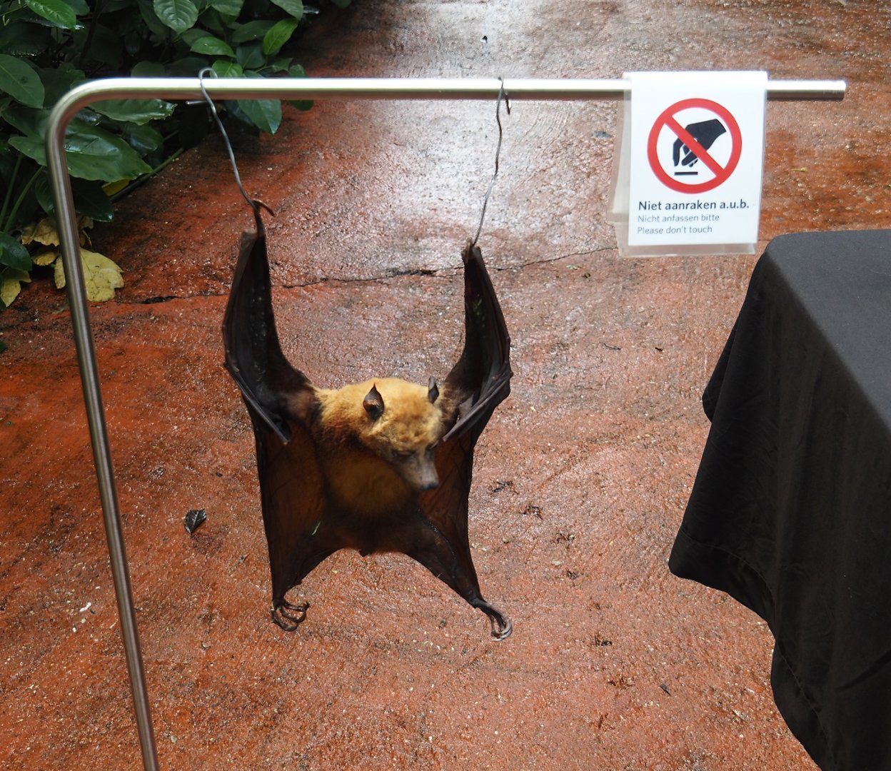 Education table with volunteers in the Bush - Lyle's flying fox taxidermy, 2025-05-17