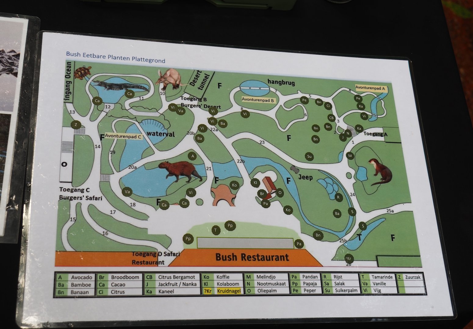 Education table with volunteers in the Bush - Map with locations of edible plants in Burgers' Bush, 2025-05-17