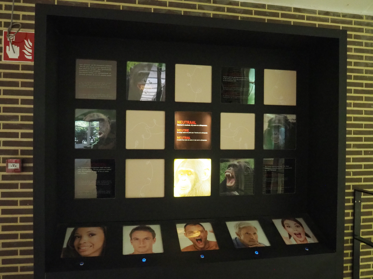 Educational display about ape facial expressions, 2020-06-28