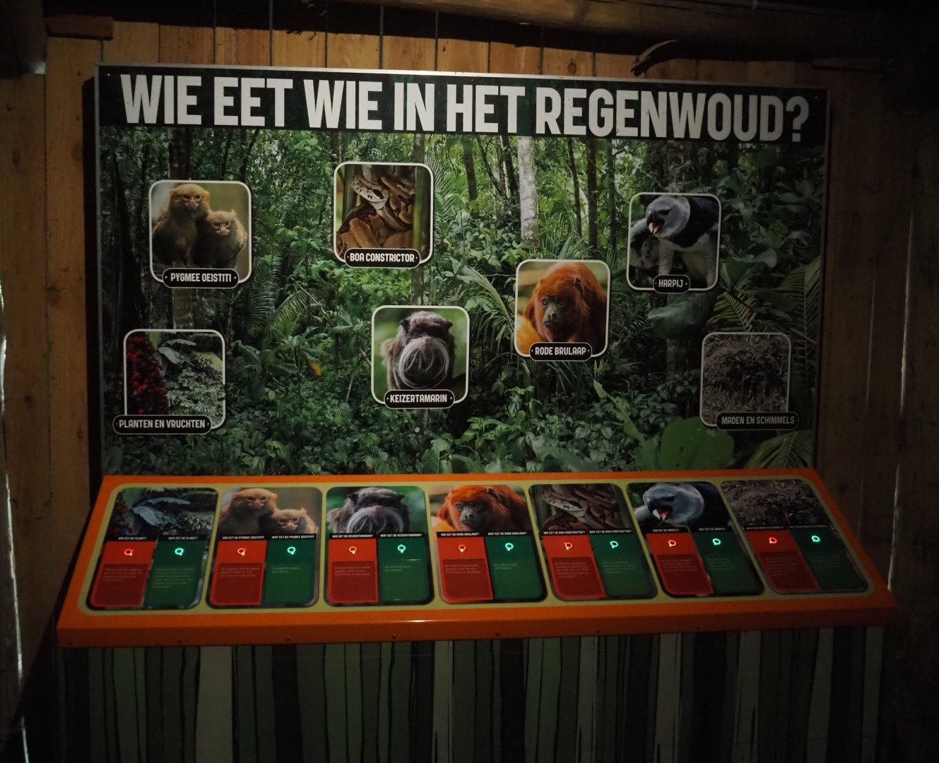 Educational display about the food web in the South American tropical rainforest, 2024-08-18