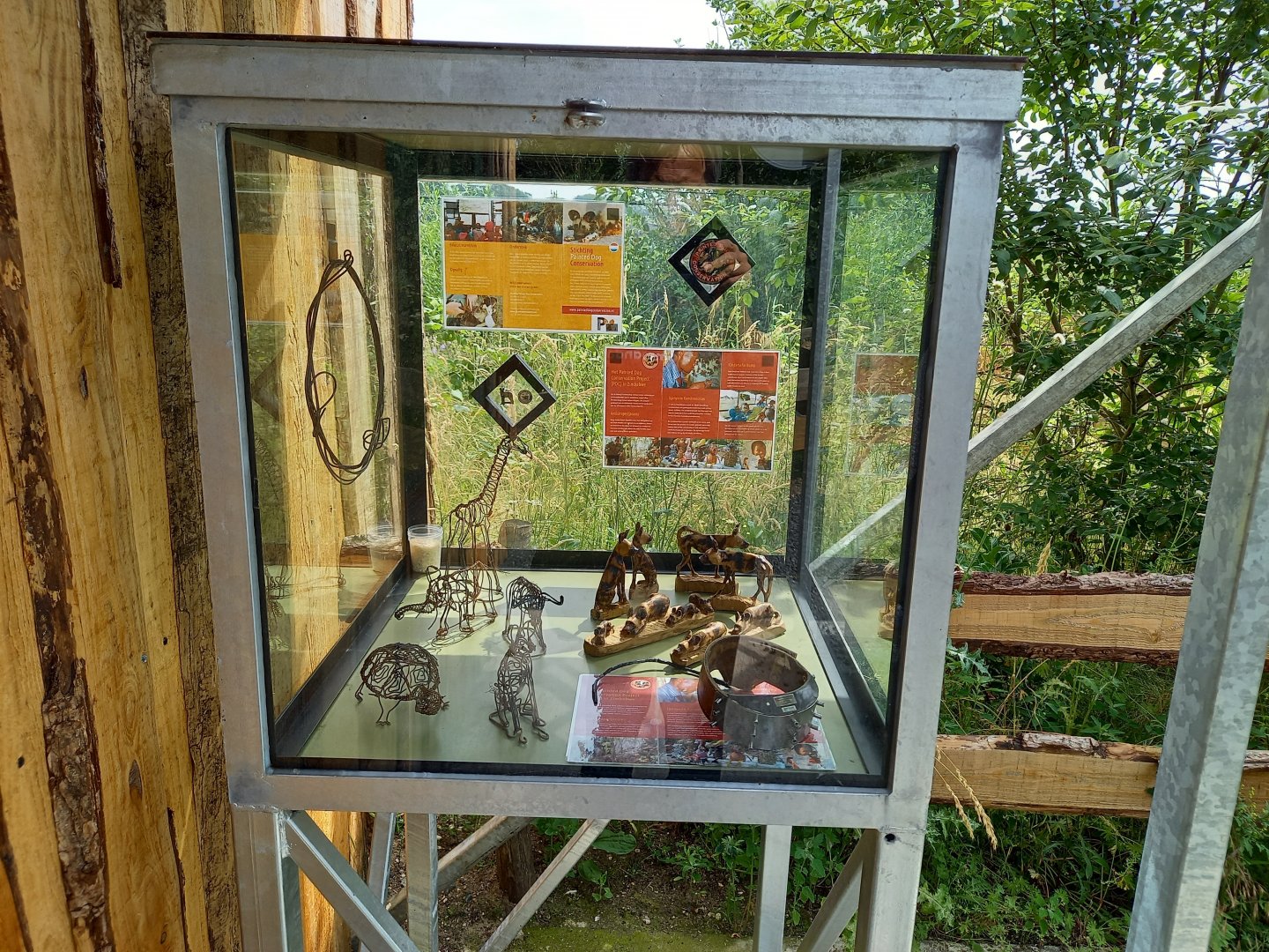 Educational display African wild dog