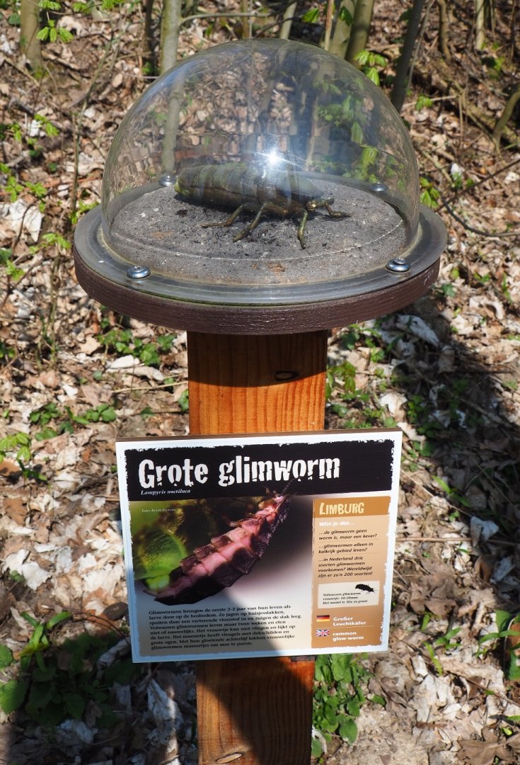 Educational display common glow-worm, 2019-03-30